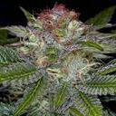 Shawn Arnett - @arnett_shawn - Twitter