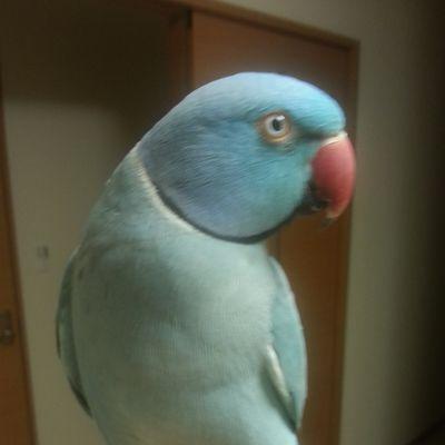 鳥さん大好きです。こちらに移動しました。ヨウム、ワカケホンセイインコ、ゴシキセイガイインコ、オカメインコ、コザクラ軍団たち。インコ好きな方フォローお願いします。