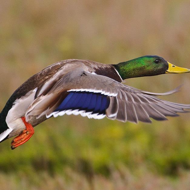 TheCAOutdoorGuy's profile picture. Love to travel and hunt with my buddies. I do gear and gun reviews when I have time. Proud American and friend to many!