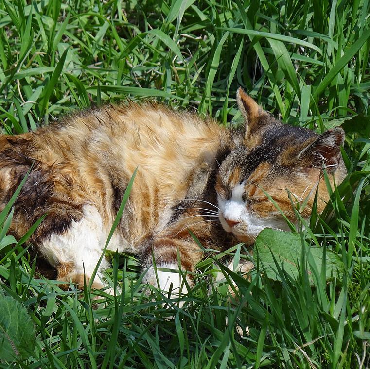 zgmf1001f's profile picture. やる気がありません。どっかに落ちてないですかね。