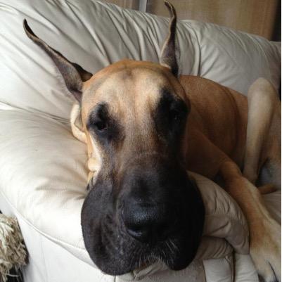 DirkTheDane's profile picture. 10 year old Great Dane. Interests: sunbathing, bully sticks, parmesan cheese.