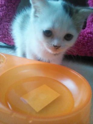 0a1a0a7a's profile picture. 本高2-4