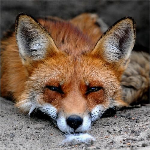 fuchserl's profile picture. 