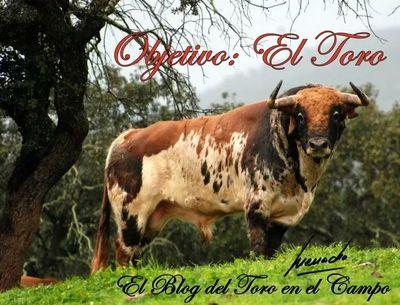 FOTOGRAFÍA TAURINA. Nuestro blog está dedicado al TORO, en el campo y en la plaza, para seguir la temporada a través de las ganaderías además de los toreros.