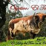 objetivoeltoro's profile picture. FOTOGRAFÍA TAURINA. Nuestro blog está dedicado al TORO, en el campo y en la plaza, para seguir la temporada a través de las ganaderías además de los toreros.