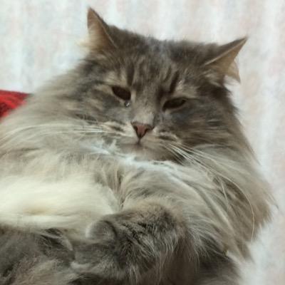 猫5匹と推しのために働く日々。宇都宮隆（UTU）を至高のシンガーだと信じ、世の人々は皆彼を讃え崇めるべきだと思っている。たまに登場の黒ラブは実家の兄の愛犬。