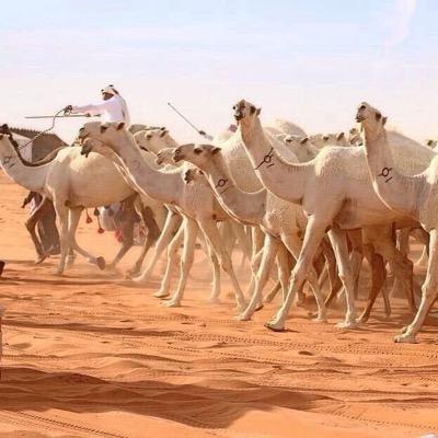 لبيه يالى.بسمگ مجاب رآسي