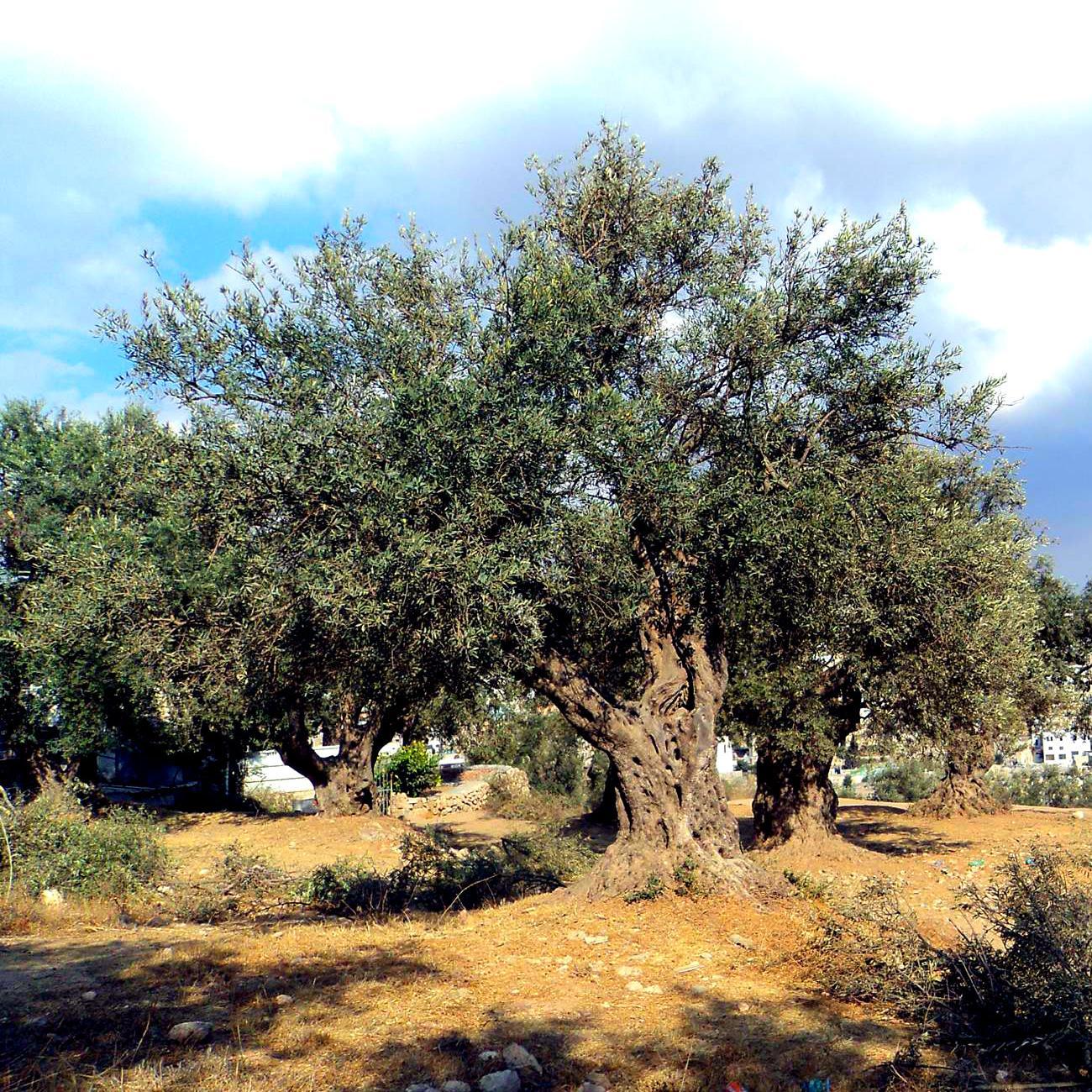Mennonite Palestine Israel Network (MennoPIN): working for peace with justice in Palestine-Israel