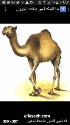 hashiarabia's profile picture. ‏‏‏‏‏‏‏‏‏‏‏‏‏‏‏‏‏‏‏‏‏‏‏‏مشروع رعاية صغار ألابل بالرضاعة والاعلاف العضوية باشراف طبي والذبح بالمسالخ المرخصة لضمان الحالة الصحية والتسليم حسب جدول زمنى وحجز مسبق