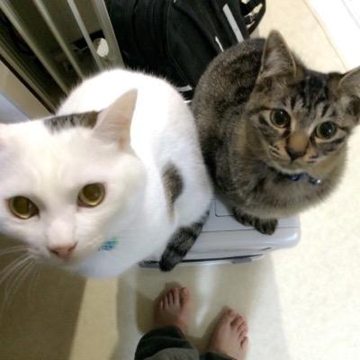猫と空と2CELLOSとNBA
