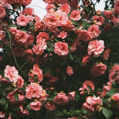 bobe_saleh's profile picture. ‏« مَنٌ ظًنٌ بًأِلّلّهَ خٌيرٌأًِ فَلّنٌ يخٌيبً أِلّلّهَ ظًنٌهَ أبًدَأًِ وٌمَنٌ شَڳَرٌ أِلّلّهَ عًلّي نٌعًمَهَ زُأِدَهَ مَنٌ فَضًلّهَ »