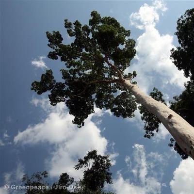 congoconflict's profile picture. 