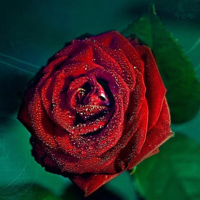 reblouisiana's profile picture. 