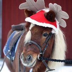 Only horses! : D