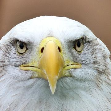 PerrinRocks's profile picture. 