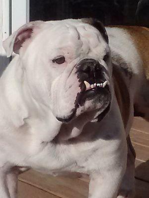 radrep's profile picture. Small Government Conservative,freedom, Constitutionalist, Christian, 5×grandfather,2nd https://t.co/ZrxMj5lj8e Army veteran,NRA,GOA, NAGR, RMGO,MAGA