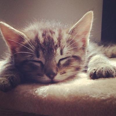 If you love cats, you must follow!