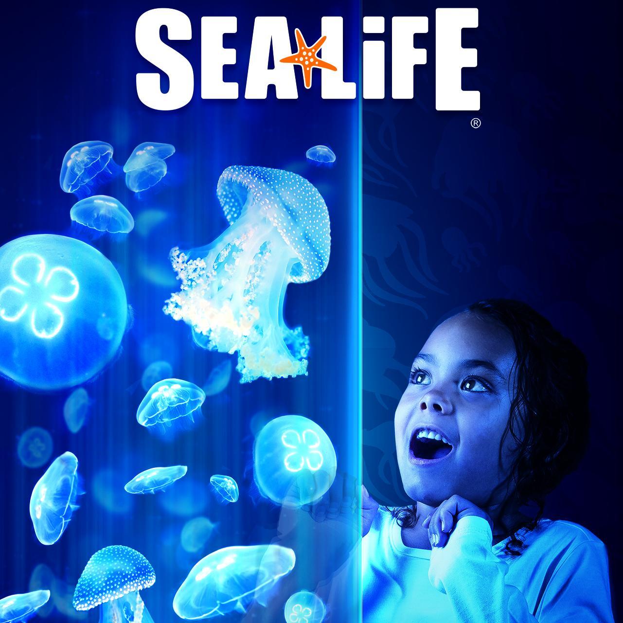 SEA LIFE Aquarium at LEGOLAND California Resort is an interactive experience  with amazing undersea creatures along with kid friendly discovery zones.