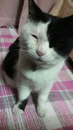 nanagogo7755's profile picture. 気ままにニャン生を楽しんでいます