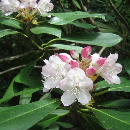Growing plants for pollinator gardens and bird-friendly landscaping.