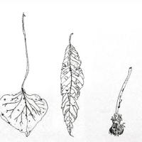 DandyLion (@dandylionto) 's Twitter Profile