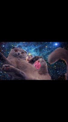 I like kitties.