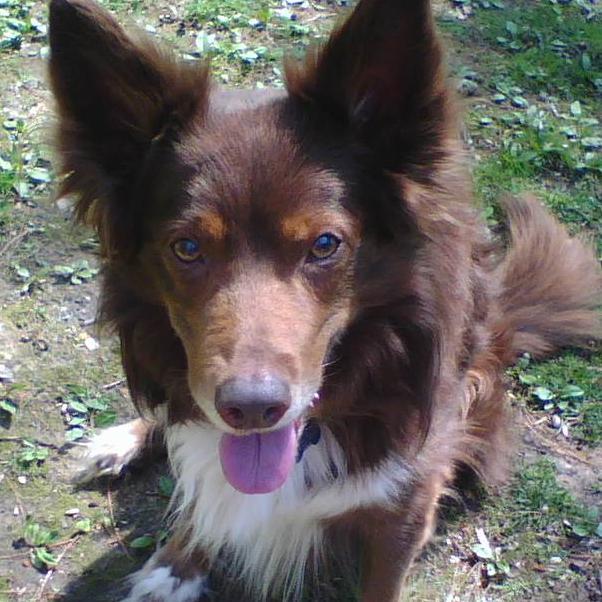 2DaDogs's profile picture. For the love of dogs and all the joy they bring into our lives. To honor the canine heroes, and the ones who didn't get a chance to find a forever home.