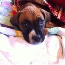 Annie Lamb - @sassyannielamb - Twitter