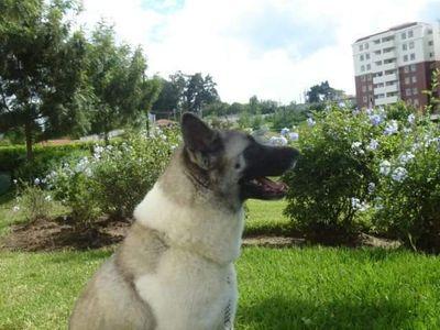 Perros y Gatos... Unos leales, los otros envidiosos, de ambos tenemos un poco.