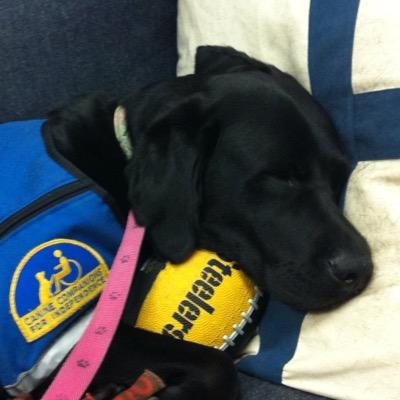A cutest, smartest, bestest service dog in the whole wide world; with lots to say!