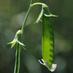 Westgreen Crop Inspections (@westgreenag) Twitter profile photo