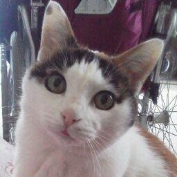 tomokokesi0911's profile picture. 🏀🏴‍☠️💕🏀