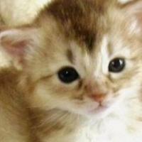 Charlotte (@carlotta774) 's Twitter Profile