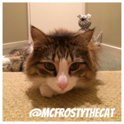 I'm Frosty! 3yr old Tabby MaineCoon(MC). Pawpie(SG) Meowmie(HK) adopted me in 2013.I live in NewZealand(NZ), Land of the Long White Cloud.#iFollowBack