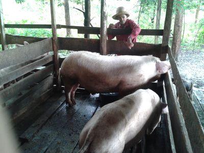 Aposentado após 42 anos e 7 meses de contribuições.
O Amapá não sobrevive sem explorar recursos naturais e agricultura em escala, prioritariamente no cerrado.