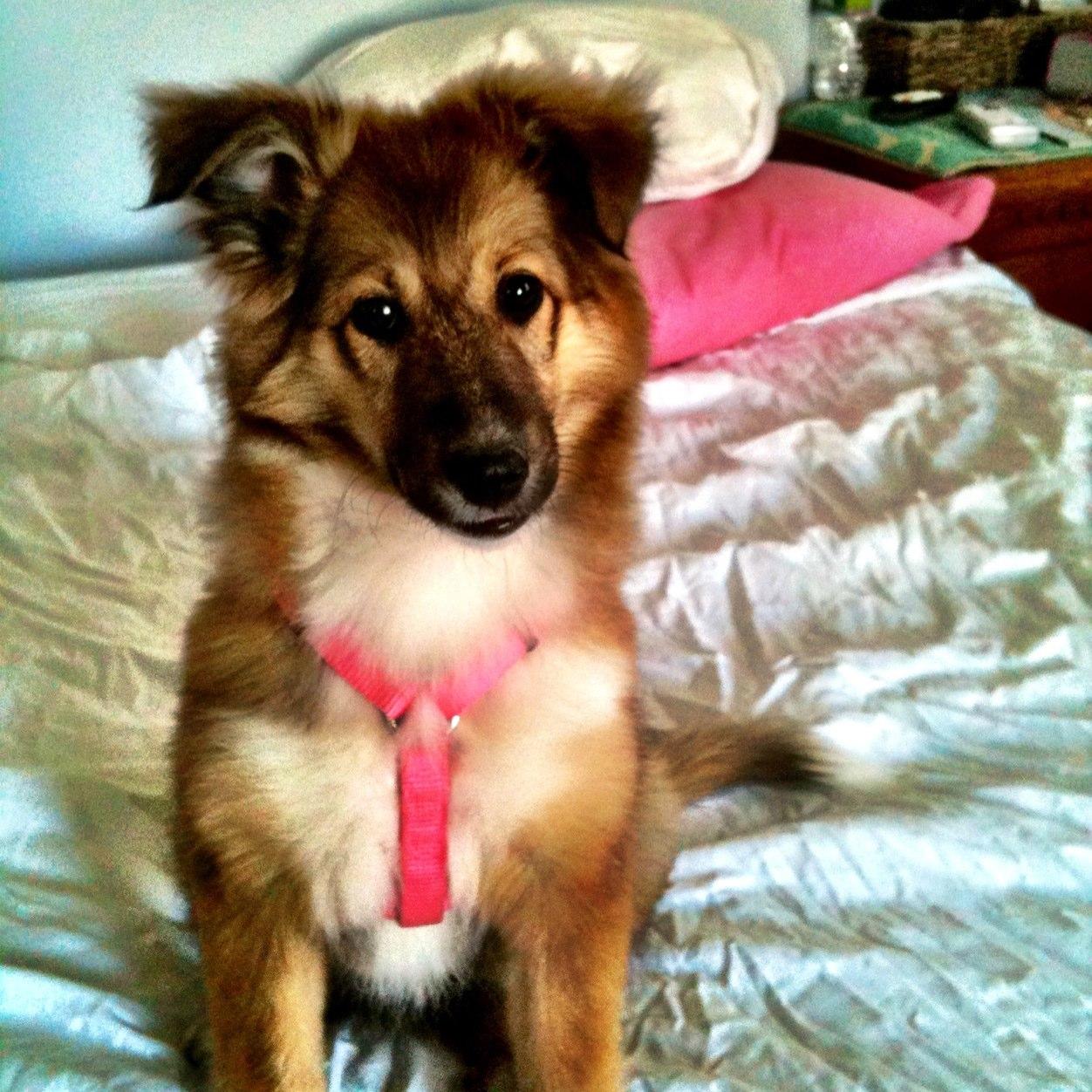 Sammithesheltie's profile picture. I'm the cutest little sheltie in the whole world! My name is Sammie and I spend my time tearing up the back yard :) ..and anything else I can find.