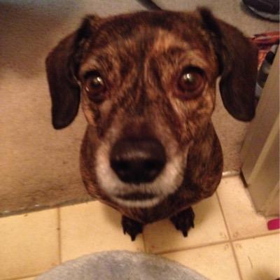 lorib1955's profile picture. Trump/make America Great supporter. avid "we the people" supporter. Its the "rights" time to get things done! Time to drain the swamp!!! jail the offenders!!