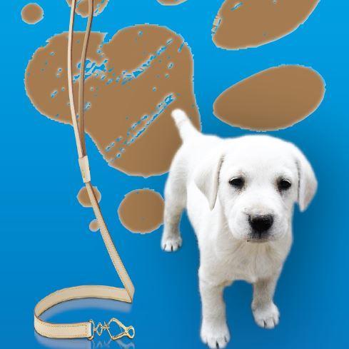 pawstoreflect's profile picture. 