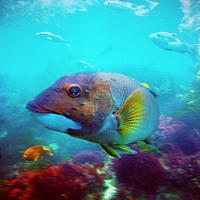 San Diego MPAs (@sdcountympas) 's Twitter Profile