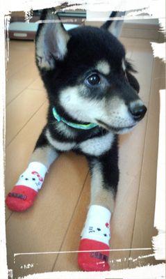 SsaYc3's profile picture. A3!…幸≫万里＞至、妹分で三角
 30↑　♀　喫煙者なし
楽天Pay、ゆうちょ、みずほ
 初回お取引の場合、同日発送・領収書のご提示を希望致します。
手渡し(都内)は基本JR改札内、改札越し希望です。