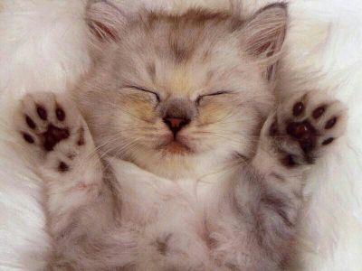 I love fashion and I am a cat queen.I make a fool of myself and I am a perfectionist.