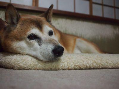 柴犬のリキ♂です。11歳のおじいちゃん。成人済みの三姉妹と母とのんびり過ごしてます