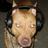 TerrierGaming's profile image