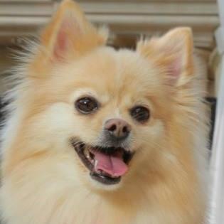 ZoeDoggy of Beverly Hills is an online canine boutique offering the latest doggy fashions and trends. We specialize in apparel for small breed dogs. Based in CA