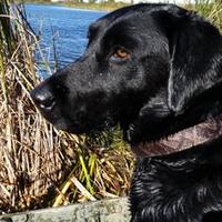 Chad Dose (@chaddose) 's Twitter Profile