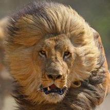 The Lion Sleeps