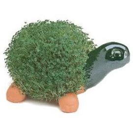 ChiaPetRespect's profile picture. Unofficial Chia Enthusiast