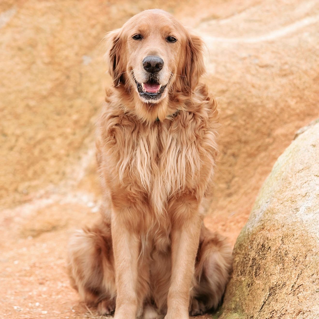 Neuse River #GoldenRetriever Rescue is a 501(c)(3) non-profit organization (@NRGRRGoldens), and I'm the spokesdog for the Golden Gala 2015!
