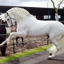 Fidel Badillo - @fidebadilla1 - Twitter