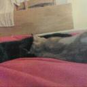 Alison Dolan - @DolanAlison - Twitter